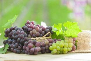 云南小瓜和葡萄一起吃,风味交融的美食体验