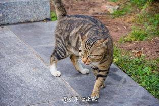 猫咪打架猫咪吃瓜,吃瓜群众围观喵星人大战现场